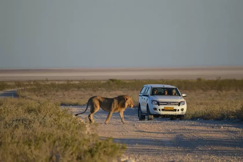 safari com o seu próprio veículo 