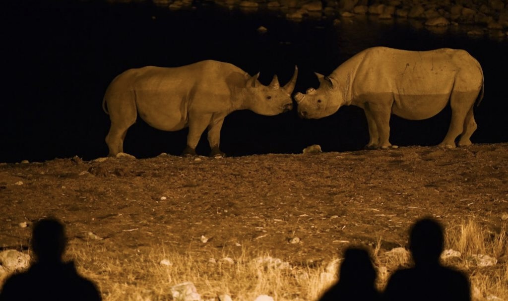 safari no parque nacional etosha de noite 
